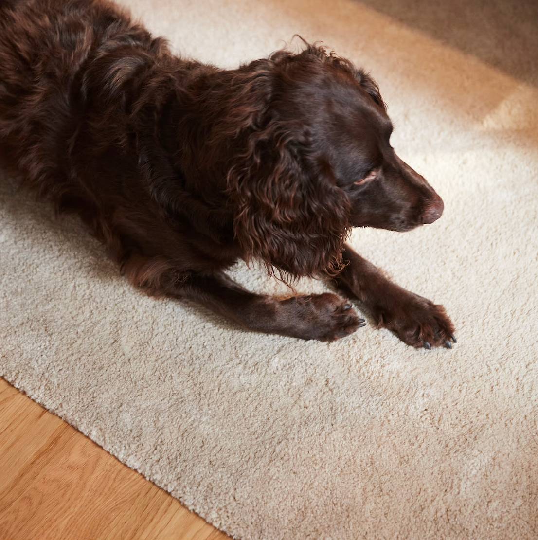 STOENSE rug.