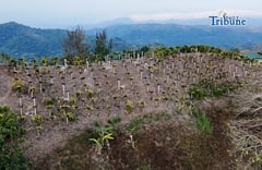 Dragon Fruit Farm