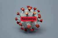 DoH: Phl remains hantavirus-free