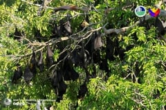 DENR logs 160K flying foxes
