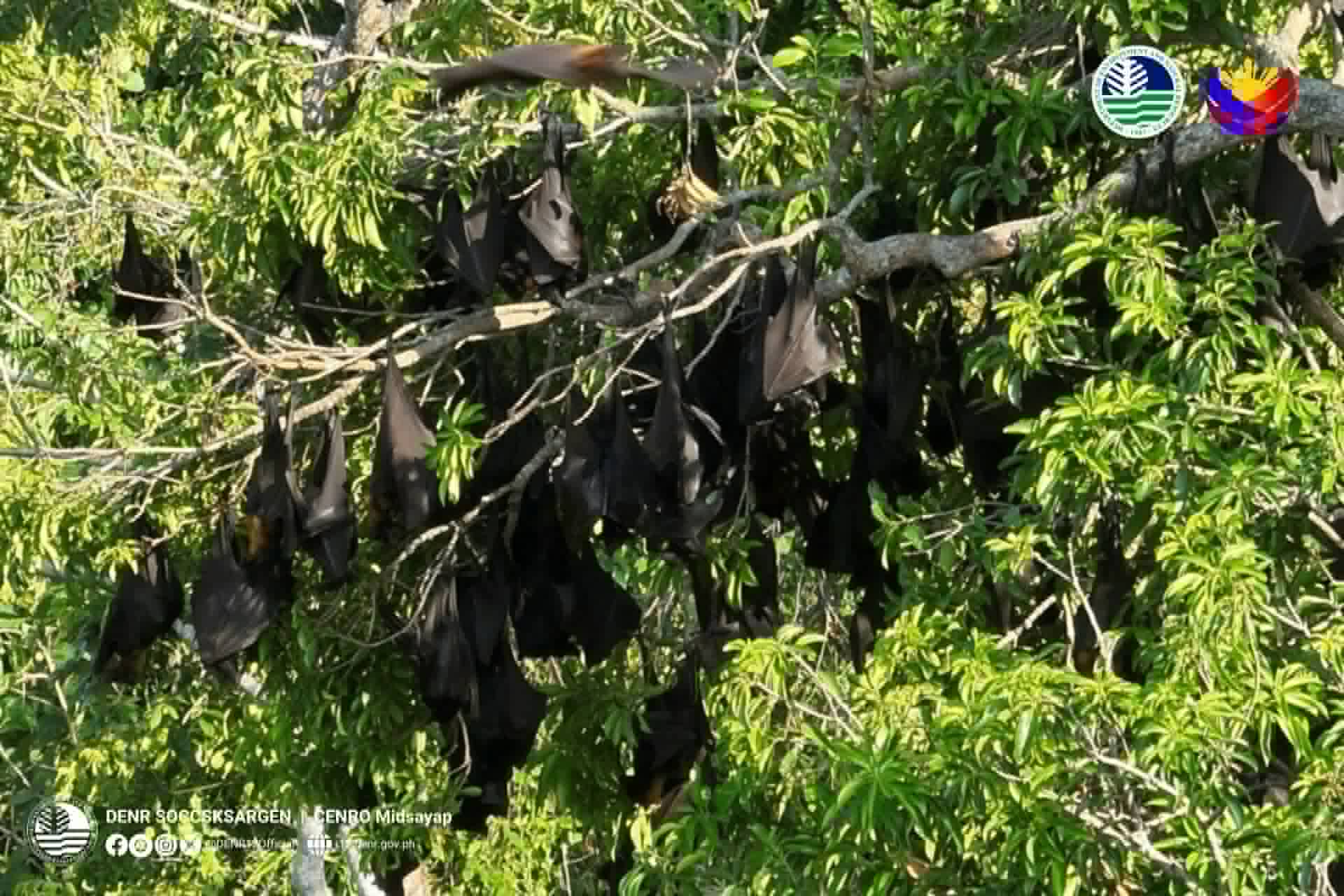 DENR logs 160K flying foxes