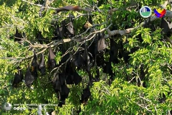 DENR logs 160K flying foxes