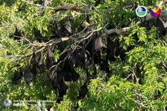 160,000 flying foxes recorded in Cotabato forest