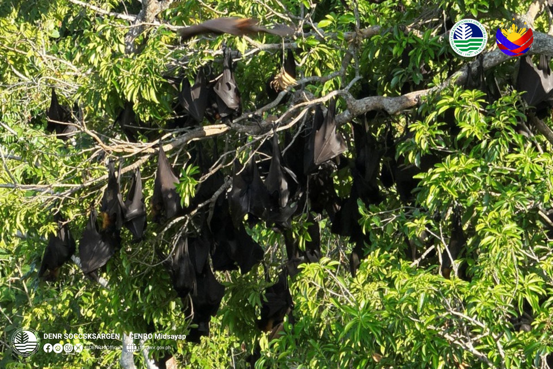 160,000 flying foxes recorded in Cotabato forest