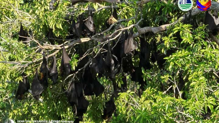 160,000 flying foxes recorded in Cotabato forest