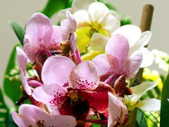 Legarda seeks Waling-waling as national orchid
