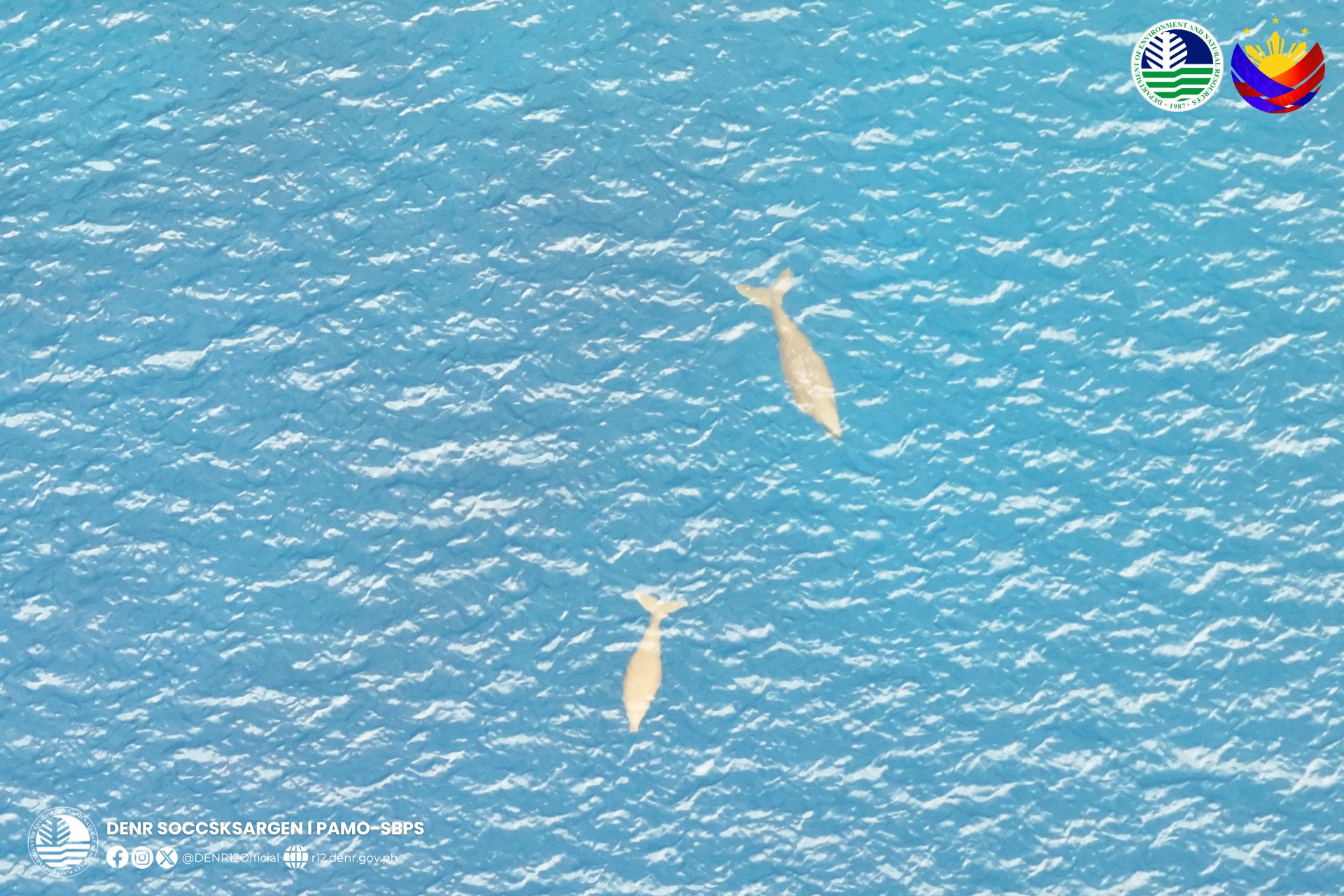 Six dugongs sighted in Sarangani Bay
