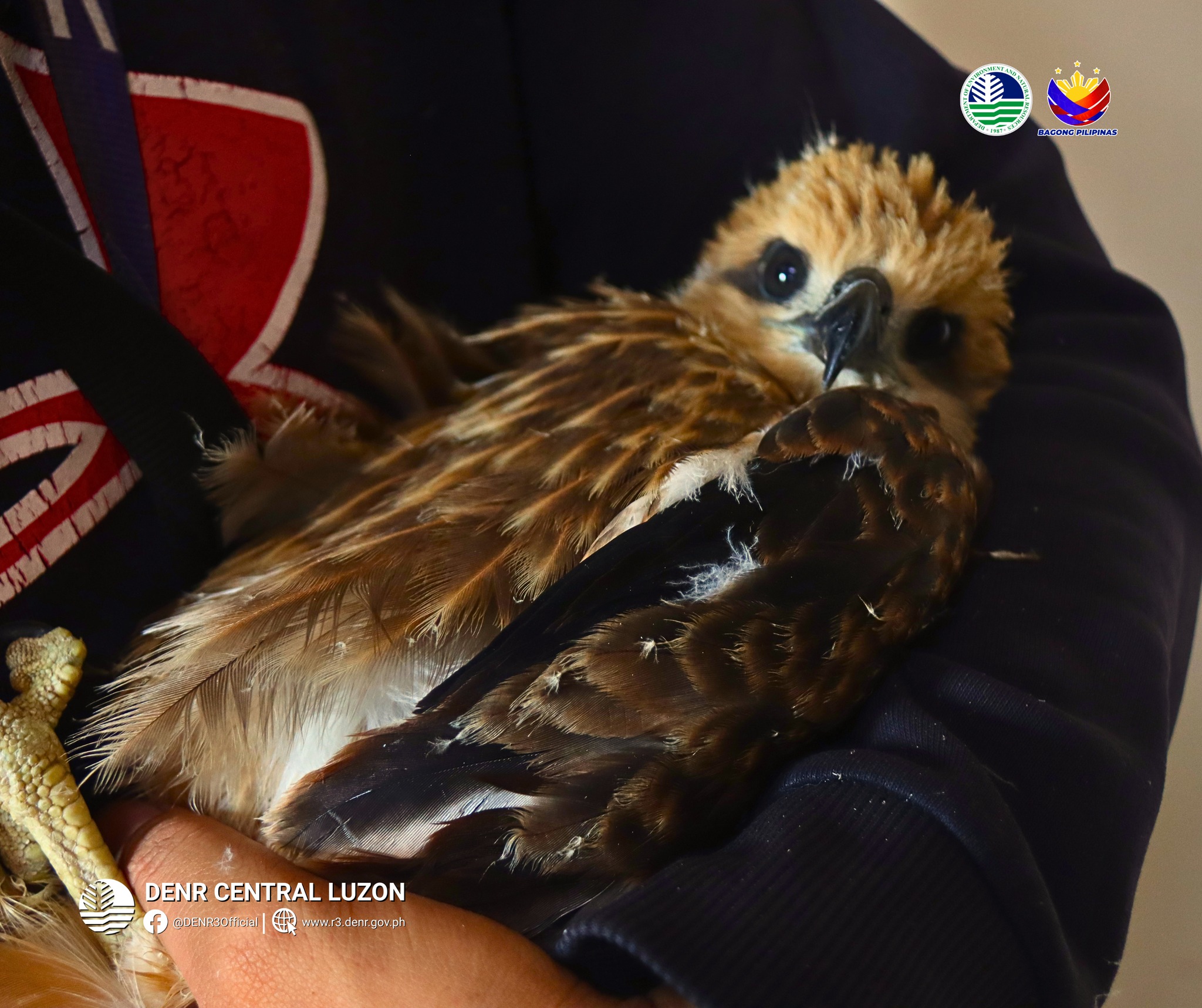 Limay LGU turns over juvenile Brahminy kite to DENR