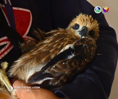 Limay LGU turns over juvenile Brahminy kite to DENR
