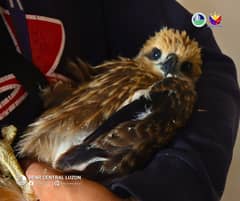 Limay LGU turns over juvenile Brahminy kite to DENR
