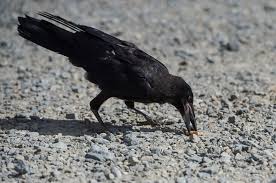 Crows cleaning Sweden? The viral innovation by Corvid Cleaning collapsed