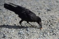 Crows cleaning Sweden? The viral innovation by Corvid Cleaning collapsed
