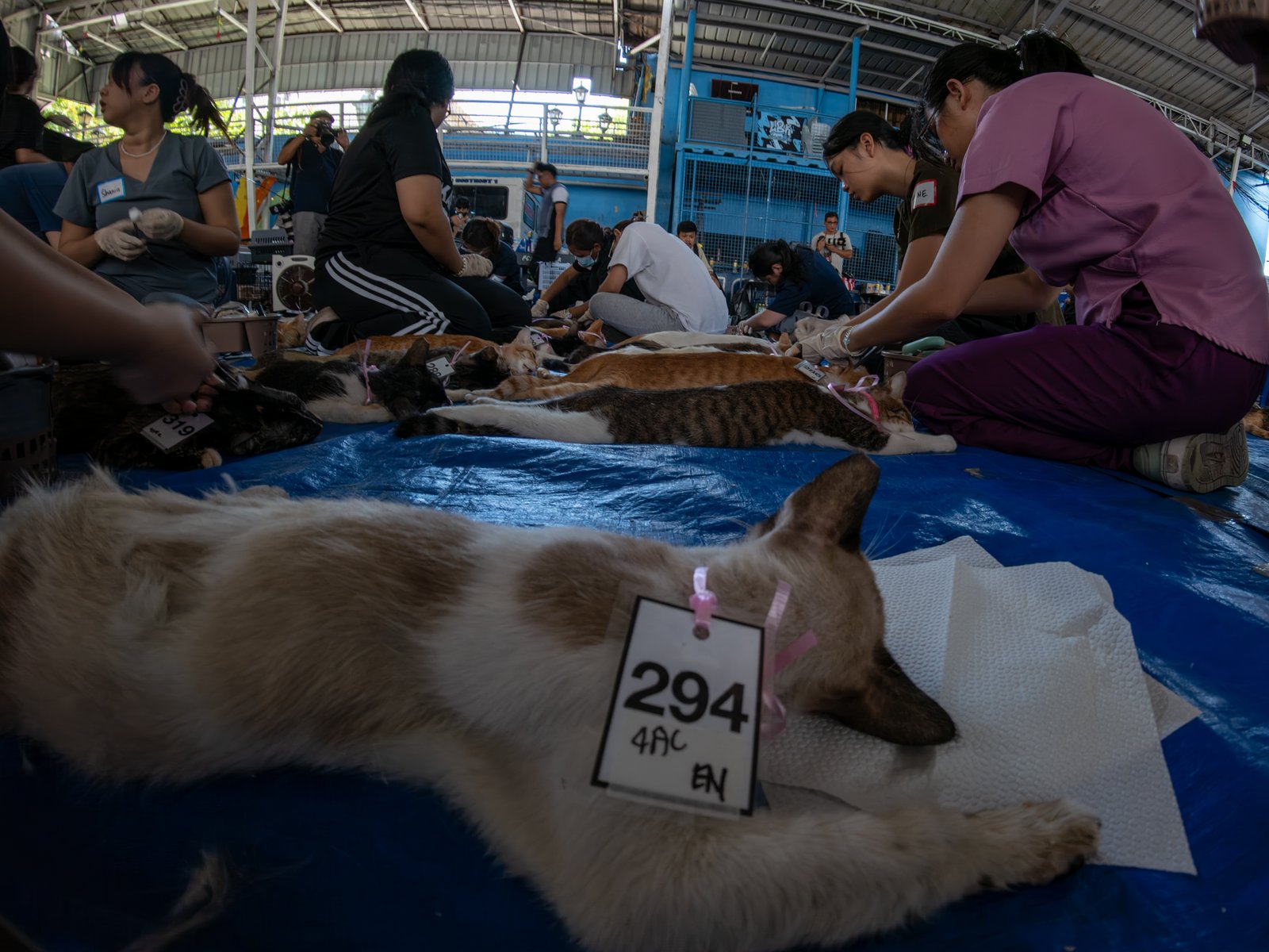 Veterinary medicine students groom neutered cats at LBK Covered Court in Tondo, Manila on 9 May 2026. Hundreds of cats and dogs in Tondo were neutered as animal welfare group People for the Ethical Treatment of Animals (PETA) organized the free program.