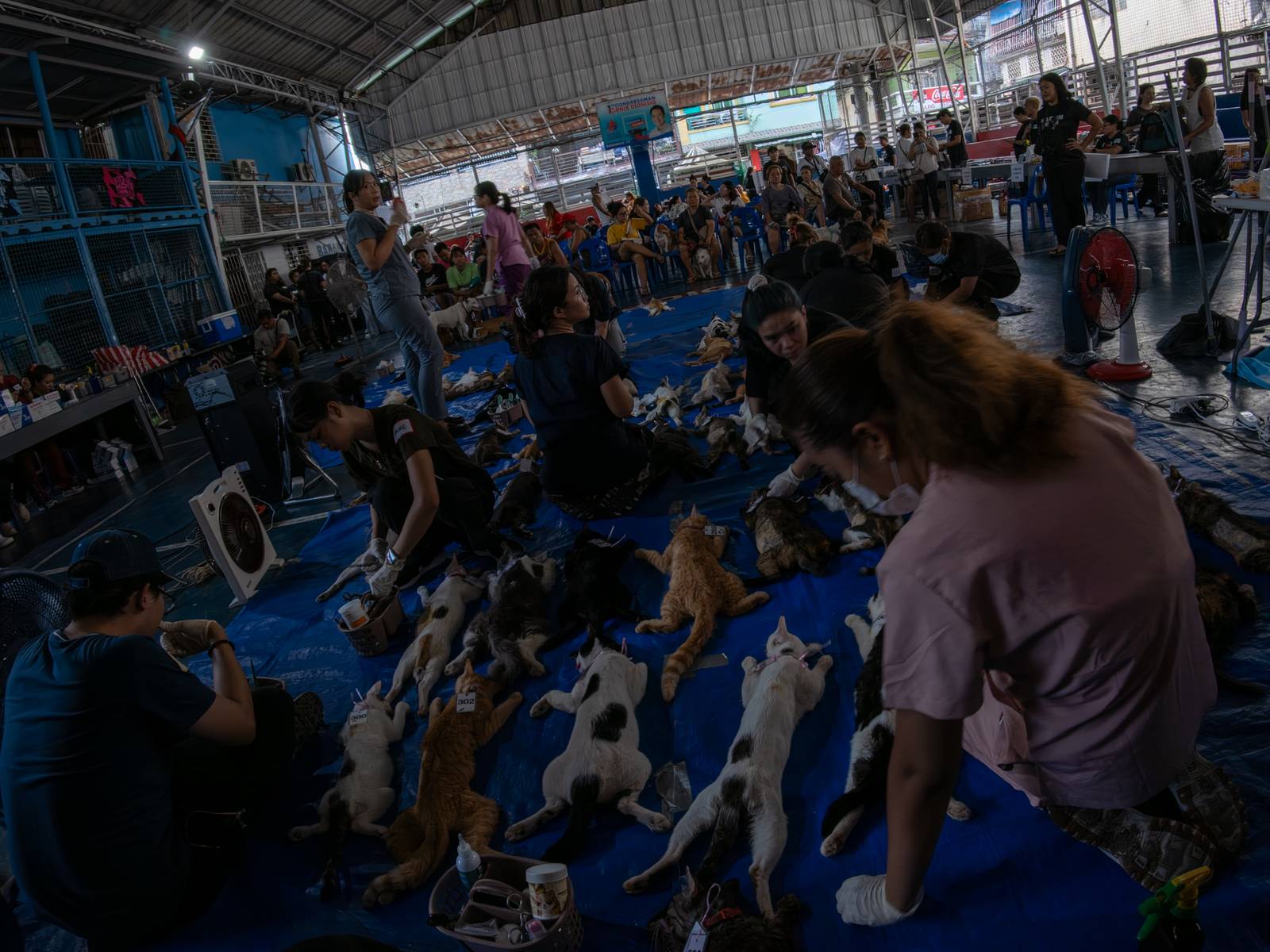 Veterinary medicine students groom neutered cats at LBK Covered Court in Tondo, Manila on 9 May 2026. Hundreds of cats and dogs in Tondo were neutered as animal welfare group People for the Ethical Treatment of Animals (PETA) organized the free program.
