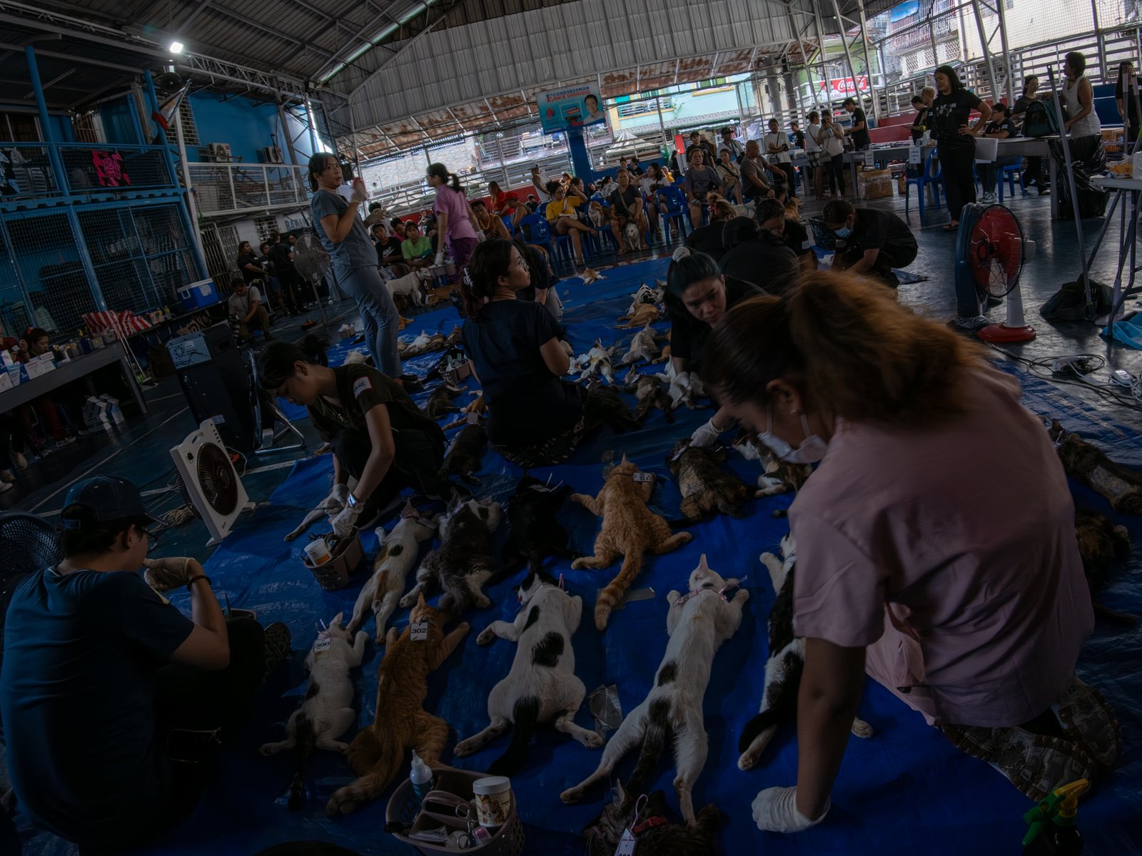 Veterinary medicine students groom neutered cats at LBK Covered Court in Tondo, Manila on 9 May 2026. Hundreds of cats and dogs in Tondo were neutered as animal welfare group People for the Ethical Treatment of Animals (PETA) organized the free program.