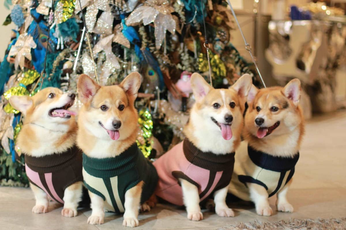 CUTIES in a row.