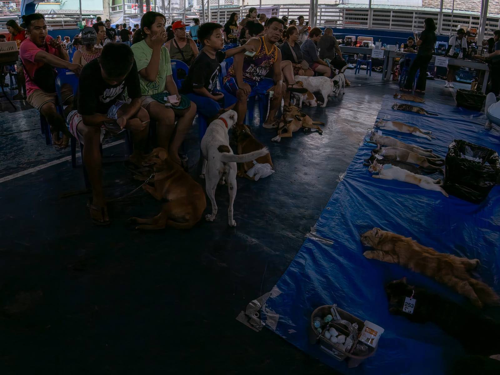 Veterinary medicine students groom neutered cats at LBK Covered Court in Tondo, Manila on 9 May 2026. Hundreds of cats and dogs in Tondo were neutered as animal welfare group People for the Ethical Treatment of Animals (PETA) organized the free program.