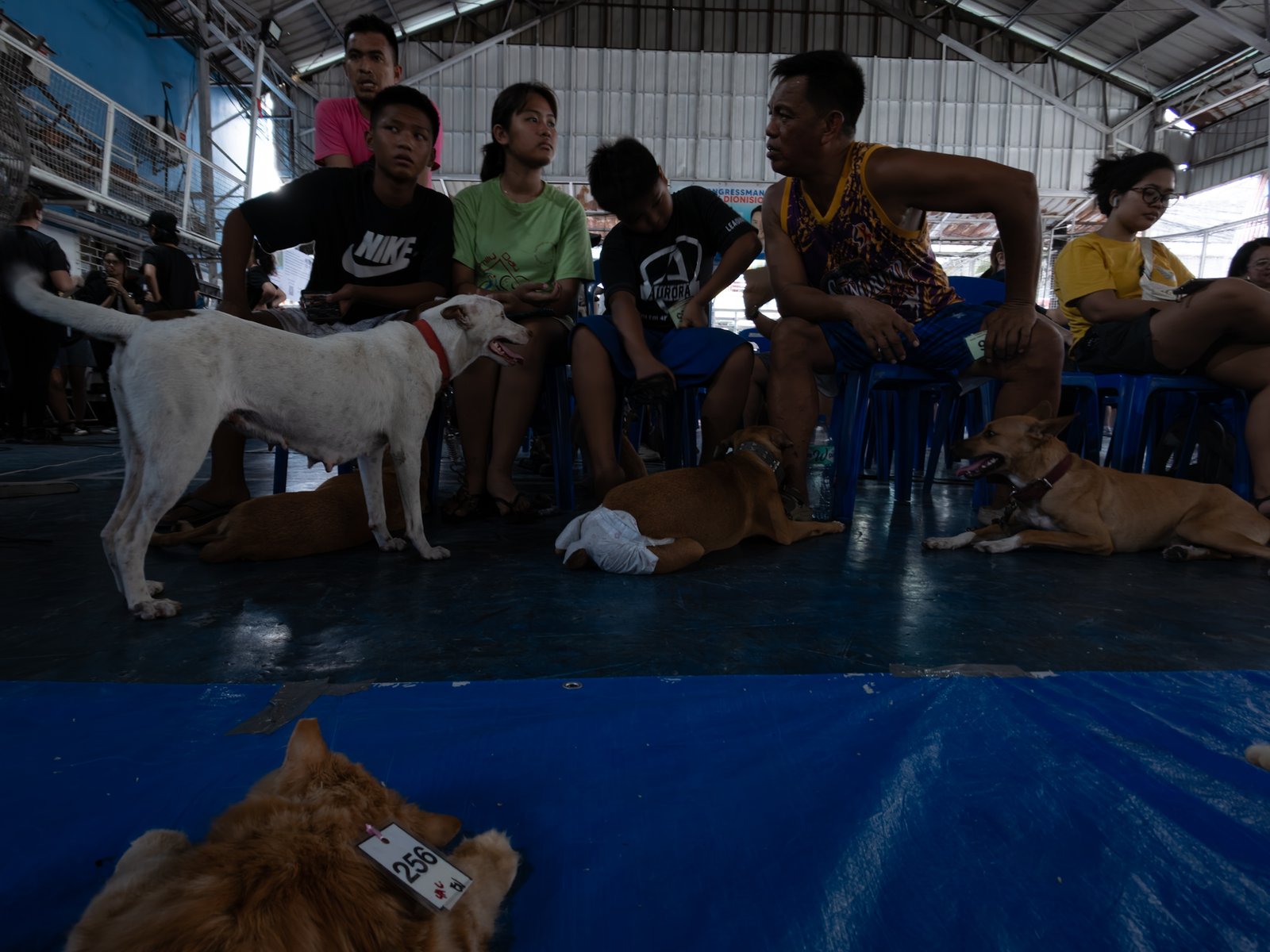 Veterinary medicine students groom neutered cats at LBK Covered Court in Tondo, Manila on 9 May 2026. Hundreds of cats and dogs in Tondo were neutered as animal welfare group People for the Ethical Treatment of Animals (PETA) organized the free program.