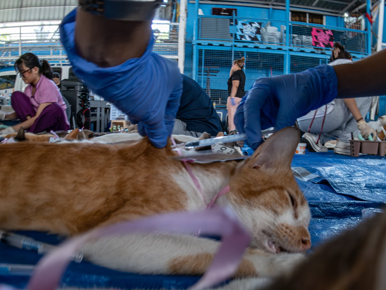 Veterinary medicine students groom neutered cats at LBK Covered Court in Tondo, Manila on 9 May 2026. Hundreds of cats and dogs in Tondo were neutered as animal welfare group People for the Ethical Treatment of Animals (PETA) organized the free program.