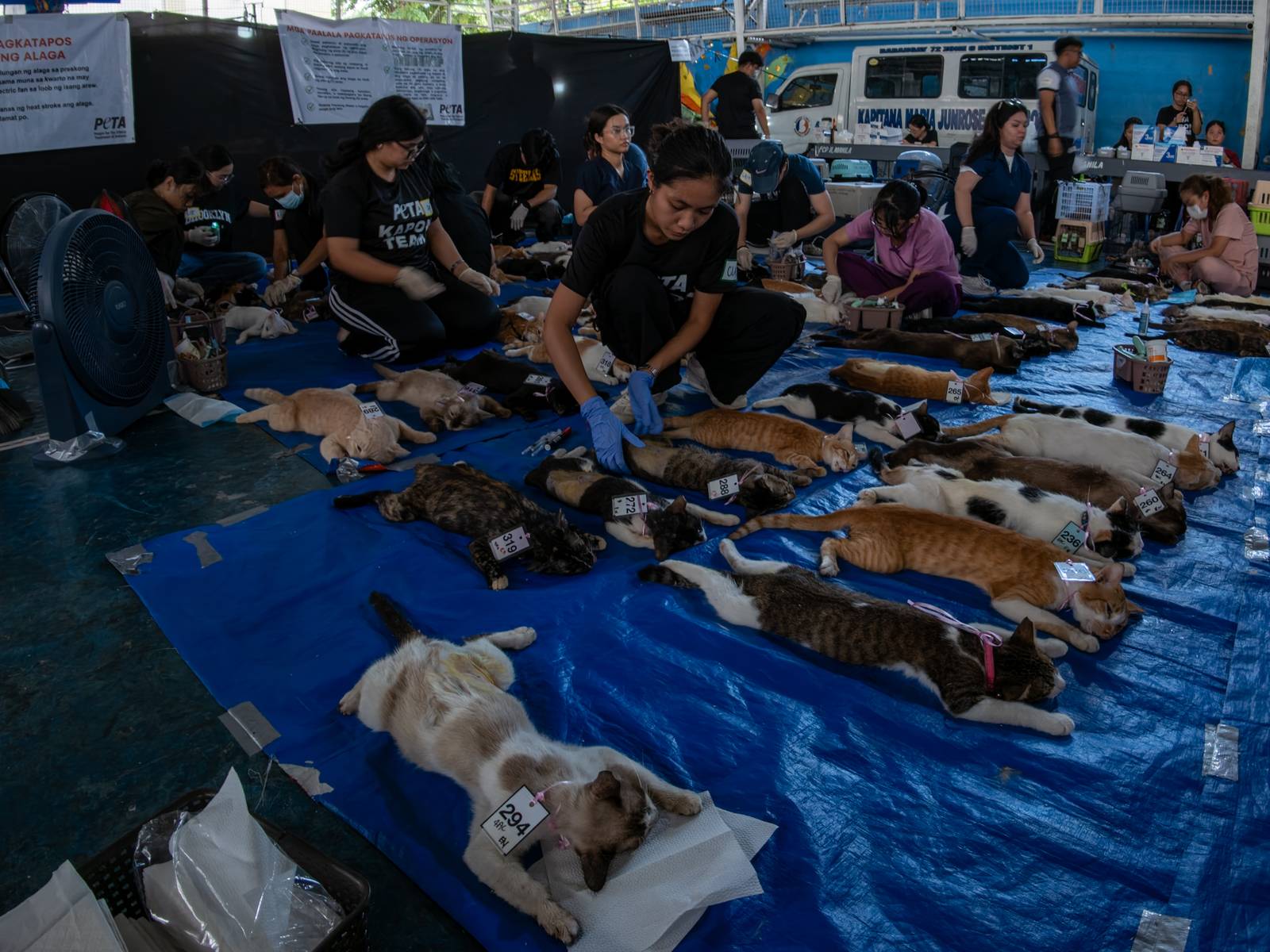 Veterinary medicine students groom neutered cats at LBK Covered Court in Tondo, Manila on 9 May 2026. Hundreds of cats and dogs in Tondo were neutered as animal welfare group People for the Ethical Treatment of Animals (PETA) organized the free program.