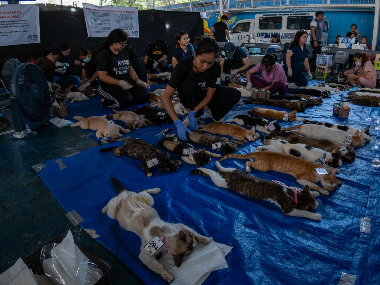 Veterinary medicine students groom neutered cats at LBK Covered Court in Tondo, Manila on 9 May 2026. Hundreds of cats and dogs in Tondo were neutered as animal welfare group People for the Ethical Treatment of Animals (PETA) organized the free program.