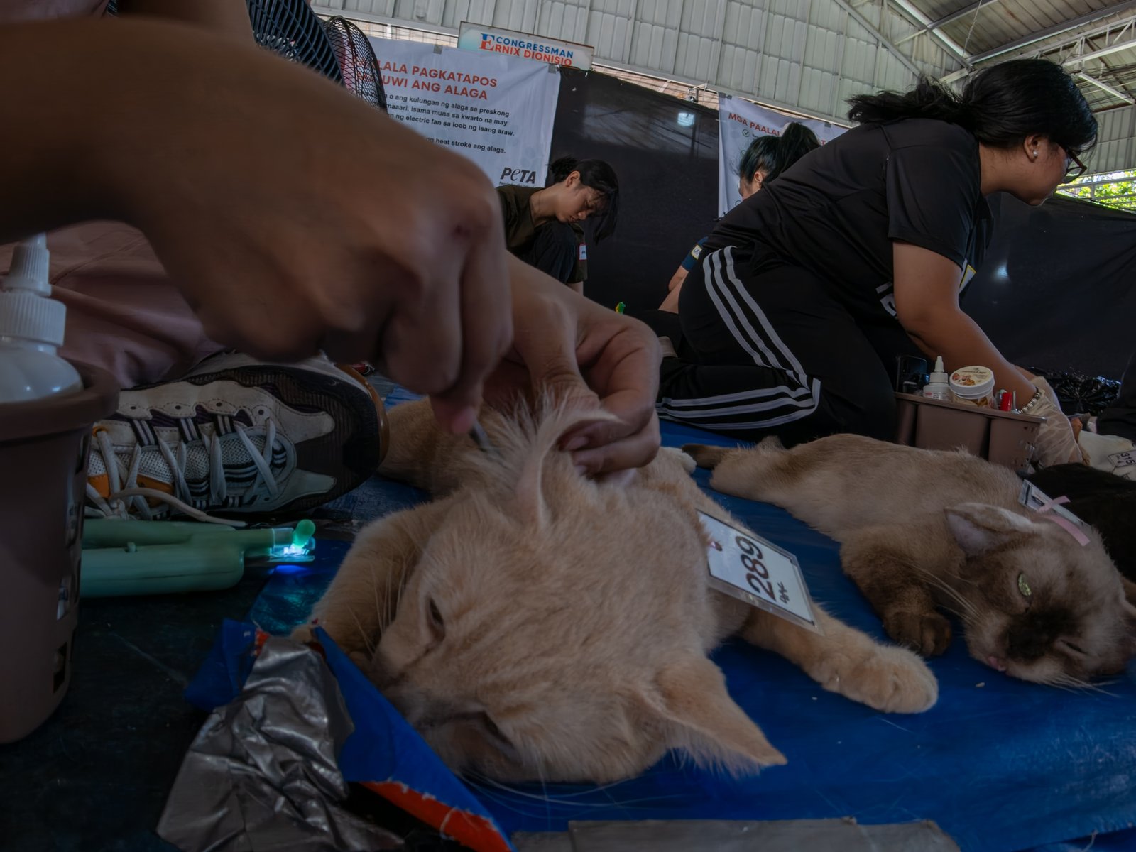 Veterinary medicine students groom neutered cats at LBK Covered Court in Tondo, Manila on 9 May 2026. Hundreds of cats and dogs in Tondo were neutered as animal welfare group People for the Ethical Treatment of Animals (PETA) organized the free program.