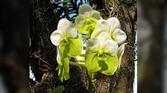 Orchid queen