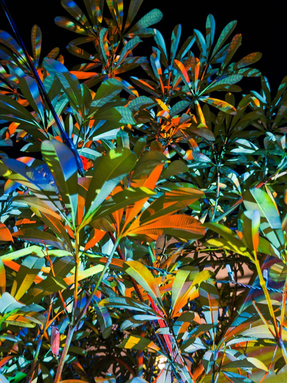 AN immersive outdoor projection at the common grounds of Comuna.