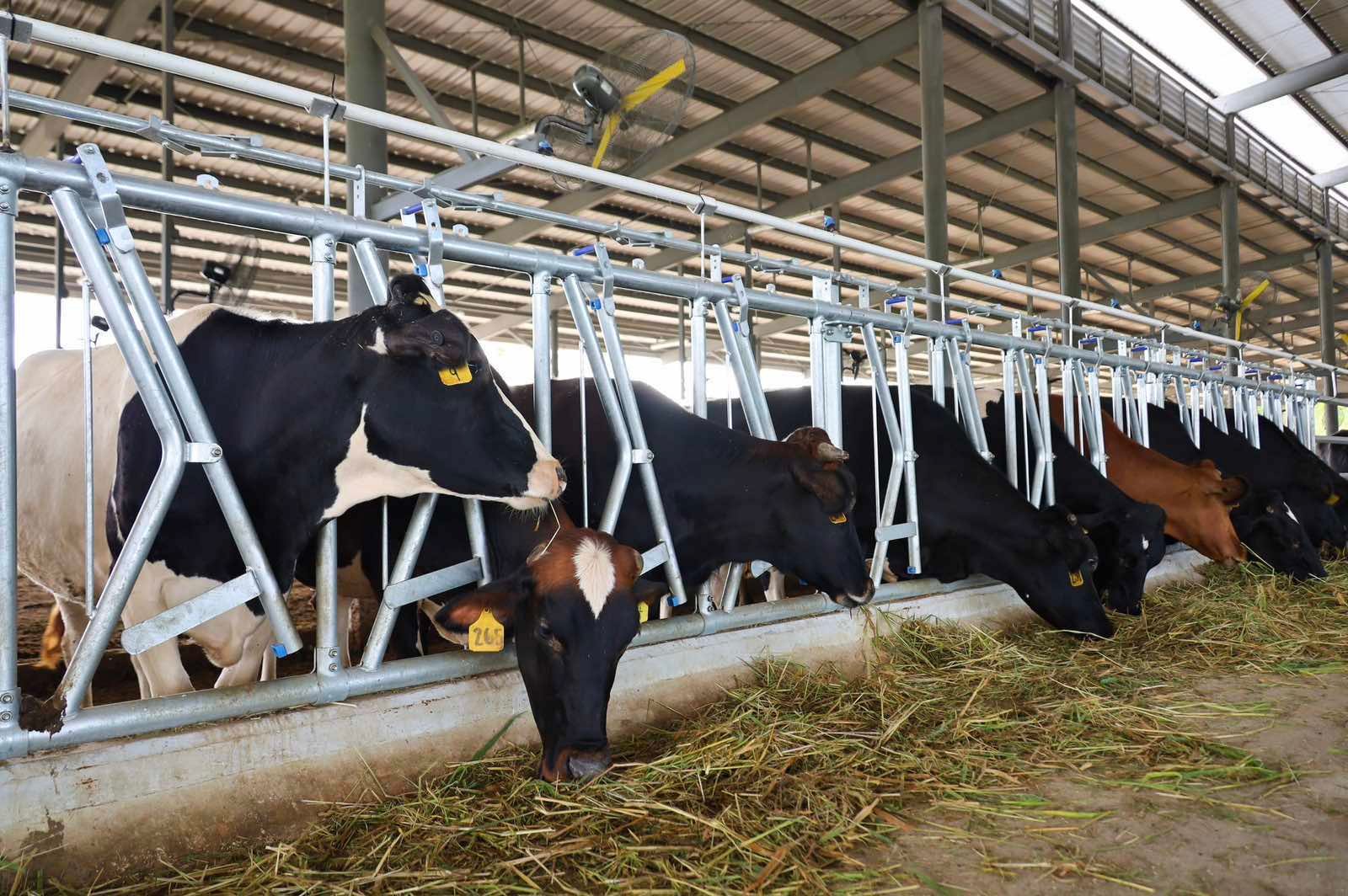 Dairy output rises in Q1
