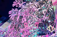 A PIECE titled ‘The Radiant’ by Isaiah Cacnio being projected on the plants of Comuna.