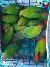 Ten endangered 'Kulasisi' rescued in Polomolok