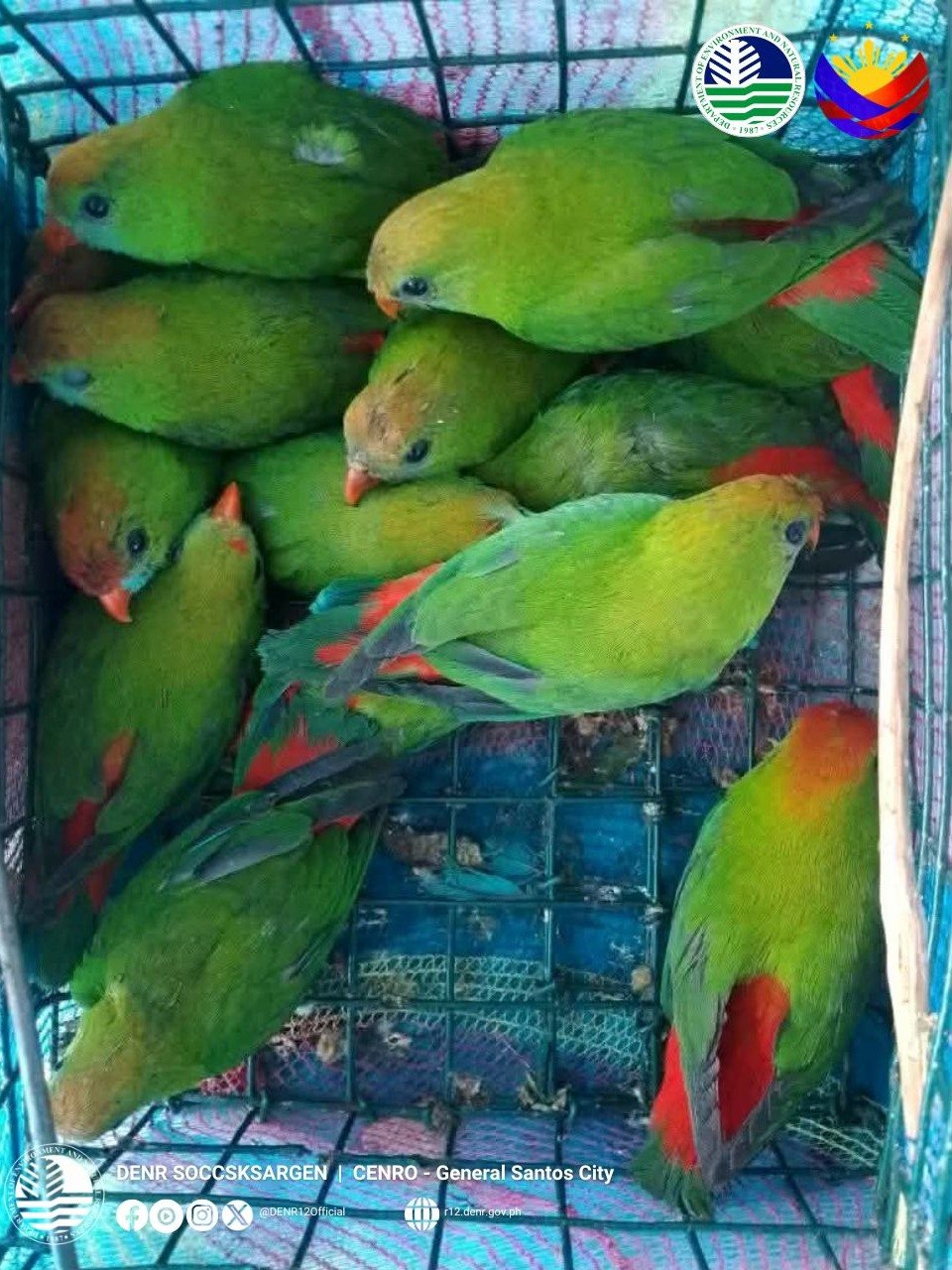 Ten endangered 'Kulasisi' rescued in Polomolok