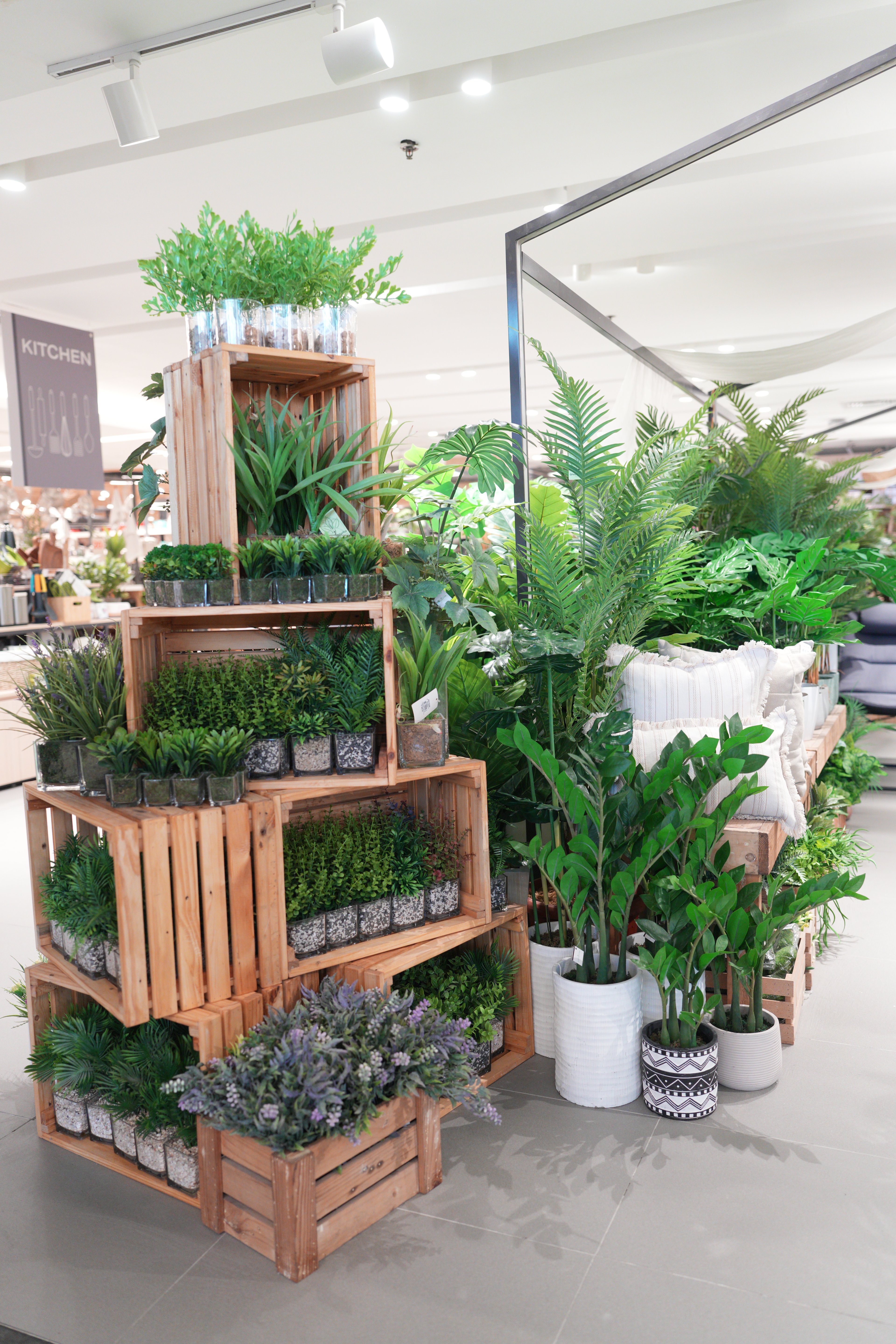 PLANTS you can display at home.