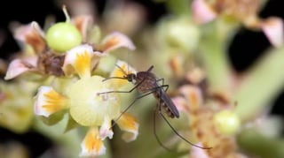 Mosquitoes: Bloodsuckers, flower lovers