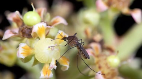 Mosquitoes: Bloodsuckers, flower lovers