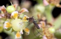 Mosquitoes: Bloodsuckers, flower lovers