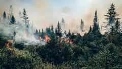 Scientists: 2026 could see severe global wildfires