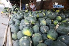 Watermelon