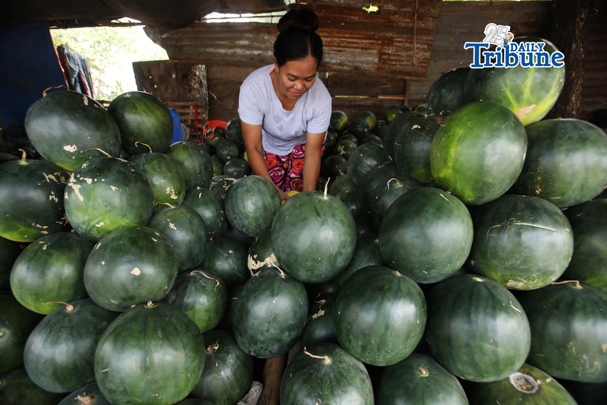 (May 13 2026) Fruit vendor arranges her selling Watermelon or (Pakwan) along Pulilan regional Road in Pulilan Bulacan on Wednesday May 13 2026. Watermelon in the Philippines peaks during the hot, dry summer months from March to June, the highest quality and most plentiful harvest occurs during this period, with peak supply often found in May. Photo/Analy Labor