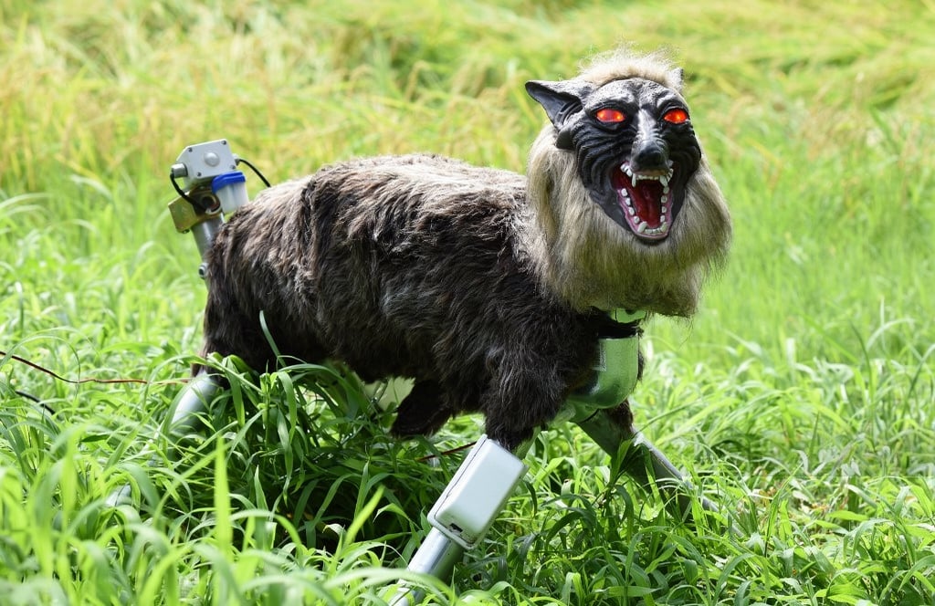 ‘Robot wolves’ in high demand to scare off bears