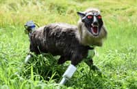 A WOLF-LIKE robot dubbed ‘Super Monster Wolf’ stands beside a rice field to drive away wild animals that cause damage to crops in Kisarazu, Chiba prefecture, Japan.