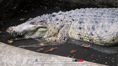 Critically endangered freshwater crocodile rescued in Valenzuela City