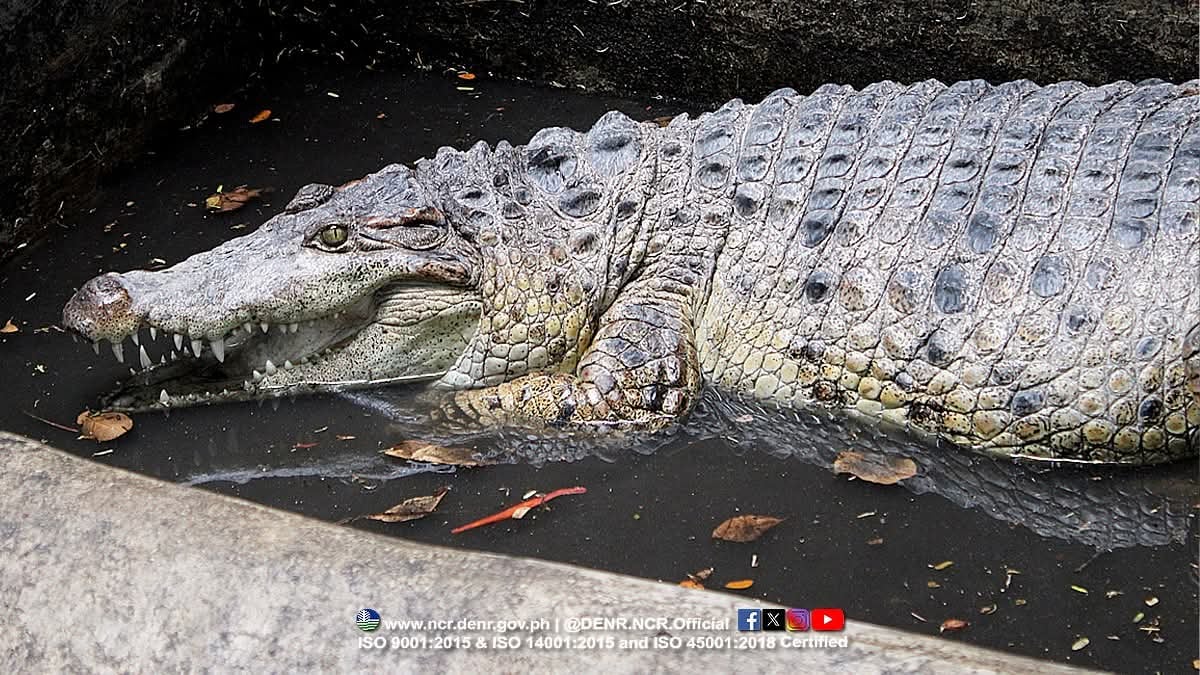 Critically endangered freshwater crocodile rescued in Valenzuela City