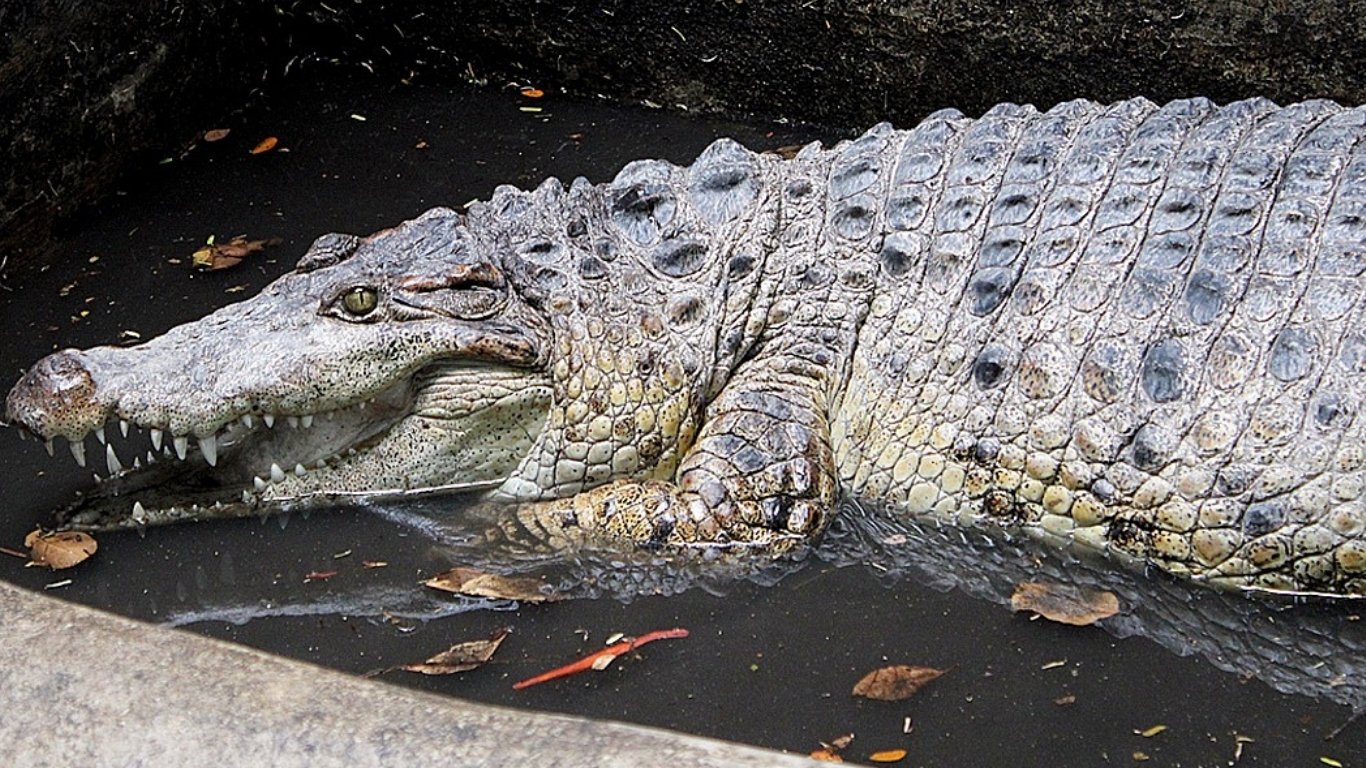 Endangered crocodile rescued in Valenzuela