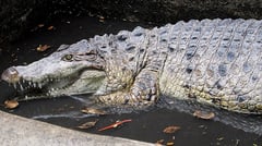 Endangered crocodile rescued in Valenzuela