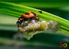 Biotech, NCPC embark on crop protection project