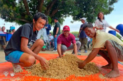 Fermented corn cob as feed for livestock 