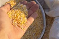 Fermented corn cob as livestock feed