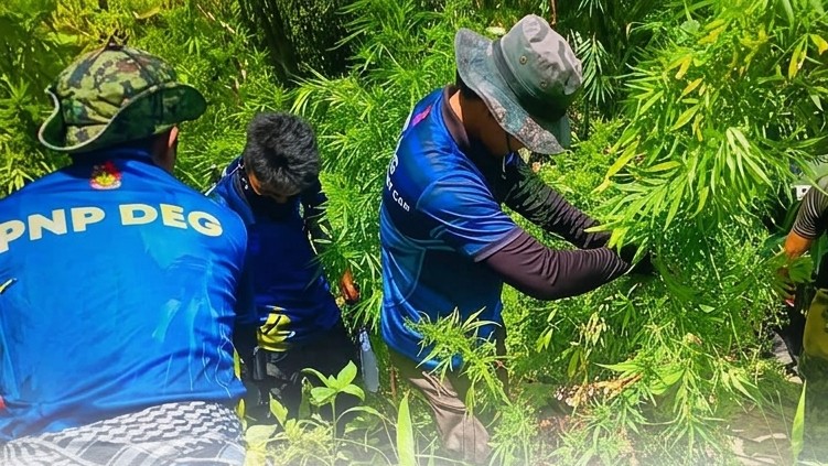 P200-M ‘weed’ destroyed