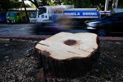Bare under the sun: Tree cutting along Quirino Avenue sparks backlash
